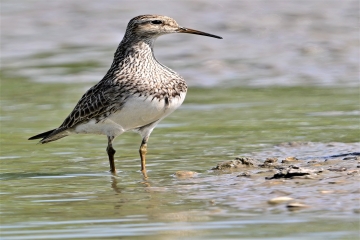 Pectoral Sandpiper